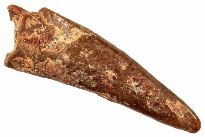 Fossil Pterosaur (Siroccopteryx) Tooth - Morocco #246029